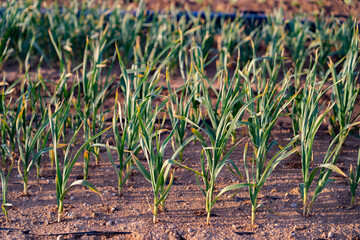 Planted garlic