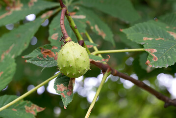 Aesculus hippocastanum, horse chestnut green fruit closeup selective focus