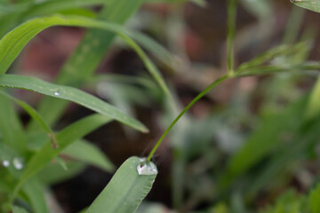 dew on the grass