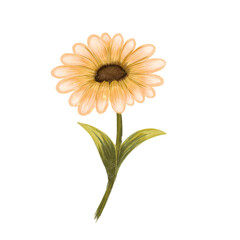 Daisy Flower Illustration Png