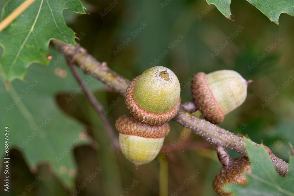 Canvas Prints oak (Quercus rubra) green acorns closeup selective focus