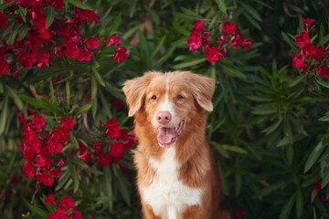 dog in pink Nerium flowers. Nova Scotia duck tolling retriever in nature. Pet outdors 