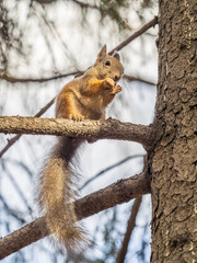 The squirrel with nut sits on tree in the autumn. Eurasian red squirrel, Sciurus vulgaris.