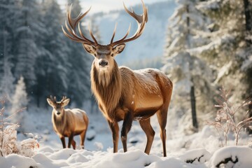 Naklejka na ściany i meble Deer in the forest. Merry christmas and happy new year concept, outdoor recreation in winter holidays. Background