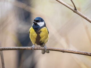 Cute bird Great tit, songbird sitting on the branch with blured background
