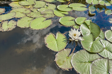 White water lily flower and reflections of clouds in the pond in the park.