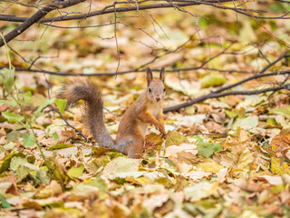 Autumn squirrel on green grass with fallen yellow leaves