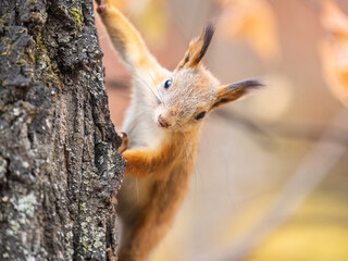 Naklejka na ściany i meble Portrait of a squirrel on a tree trunk