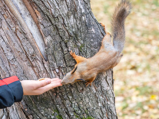 The boy feeds a squirrel with nuts from a hand in the wood