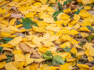 Orange and yellow fallen leaves in the sunlight.