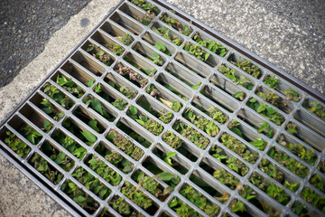 側溝の金網・雑草・草・郊外・アップ