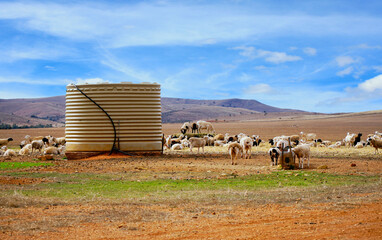 Sheep farm and water tank - obrazy, fototapety, plakaty