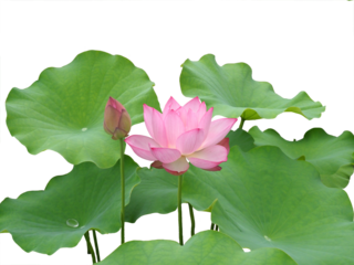 ハスの花　8月撮影
