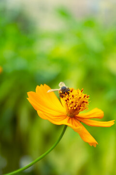 abejas