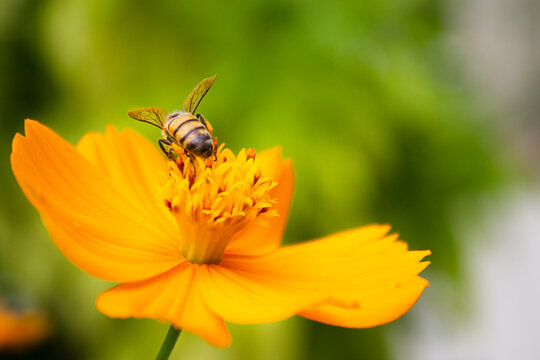 abejas