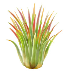 エアープランツ