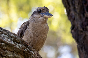 Australian Laughing Kookaburra perched on tree branch