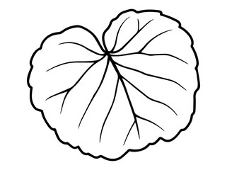 Leaf Line Art Illustration
