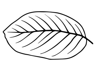 Hand Drawn Leaves Sketch Line Art Illustration
