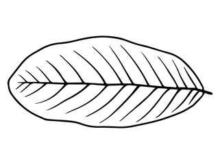 Hand Drawn Leaf Sketch Line Art Illustration
