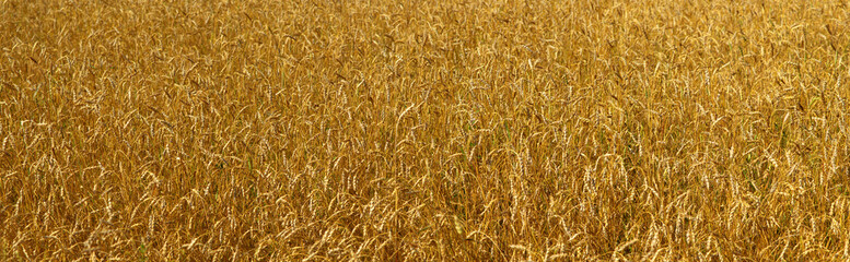 Golden wheat field, natural backgrounds, panoramic