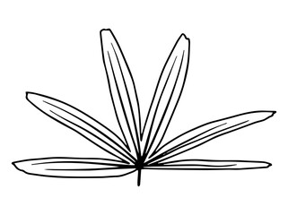 Tropical Leaves Line Art Illustration
