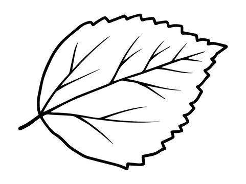 Botanical Leaves Line Art Illustration

