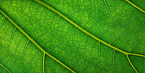 background natural texture green foliage, leaf macro structure
