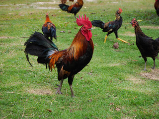 Male bantams walk, exercise and forage on the grass.  standing on the lawn.