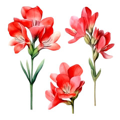 Set of red floral watecolor. red flower, red leaves. Floral poster, invitation floral. Vector arrangements for greeting card or invitation design	