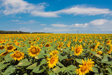 Beautiful sunflower flowers blooming in a field of sunflowers with white cloudy and blue sky. Kuban Russia - obrazy, fototapety, plakaty