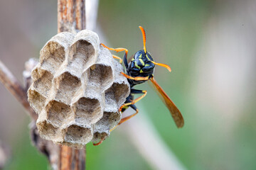 The wasp insect builds a nest. Macro photography.