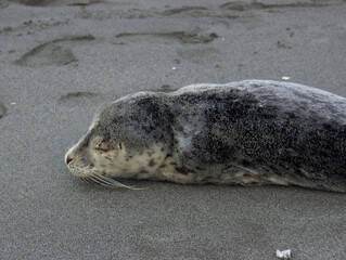seal on the beach