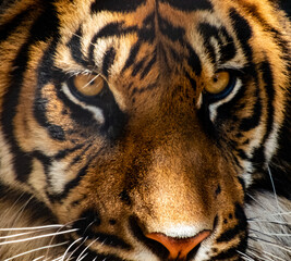 close up of a tiger