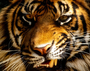 portrait of a bengal tiger