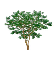 Obraz premium beautiful green leaf single tree isolated on a white background