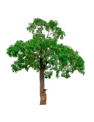 beautiful green leaf single tree isolated on a white background