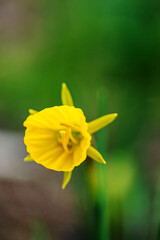 Fototapeta premium spring flowers in the garden