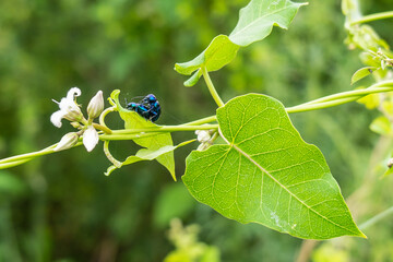 Two blue beetles engaged in a courtship display, perched on a blade of green grass in the meadow. ...