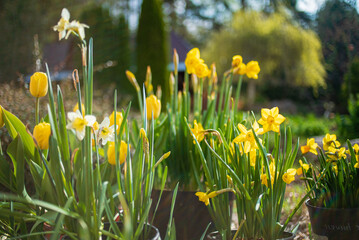 spring flowers in the garden