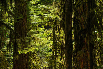 Cathedral Grove ancient forest close up, Macmillan provincial park, Vancouver Island, British...