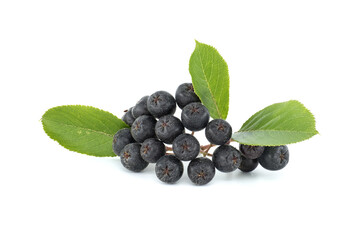 Bunch of aronia berries with green leaf on white