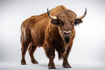Foto auf Acrylglas Büffel a Spanish Fighting Bull on isolate white background