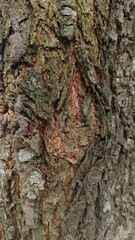 Nature's Textured Patterns: Bark Closeup on Tree Trunk