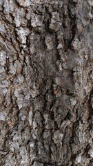 Nature's Textured Patterns: Bark Closeup on Tree Trunk