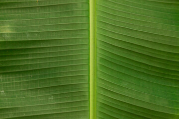 Folha de bananeira, textua verde natural