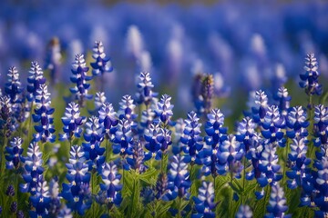 Obraz premium purple flowers in field