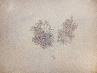 Top view of fluffy crab hole, markings, footprint of crab tracks or crab house on the sandy beach, background with copy space for wallpaper, digging, graphic art by nature