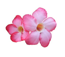 Adenium or Desert rose or Mock Azalea or Pinkbignonia or Impala lily flower. Close up red-pink single flower bouquet isolated on transparent background.