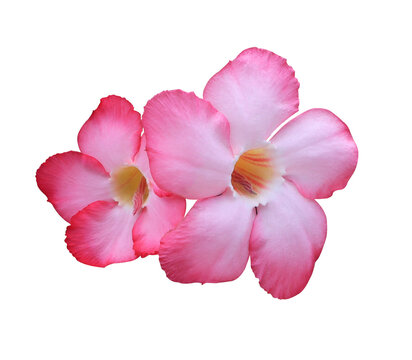 Adenium or Desert rose or Mock Azalea or Pinkbignonia or Impala lily flower. Close up red-pink single flower bouquet isolated on transparent background.